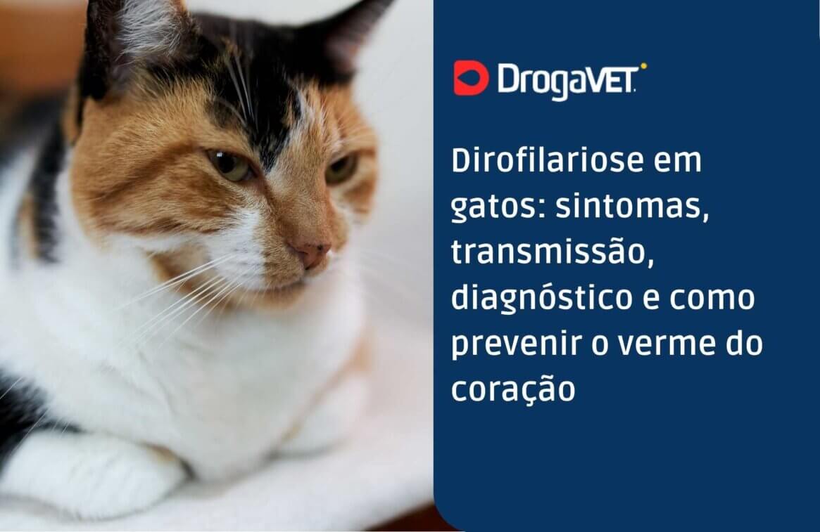 Dirofilariose em gatos sintomas, transmissão, diagnóstico e como prevenir o verme do coração