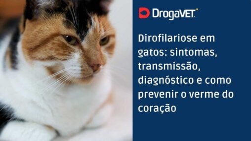 Dirofilariose em gatos sintomas, transmissão, diagnóstico e como prevenir o verme do coração
