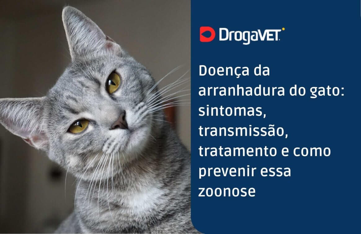 Doença da arranhadura do gato sintomas, transmissão, tratamento e como prevenir essa zoonose