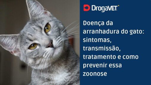 Doença da arranhadura do gato sintomas, transmissão, tratamento e como prevenir essa zoonose