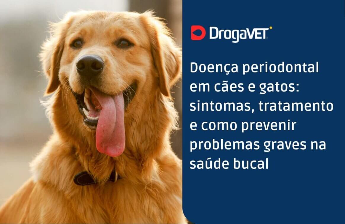 Doença periodontal em cães e gatos sintomas, tratamento e como prevenir problemas graves na saúde bucal