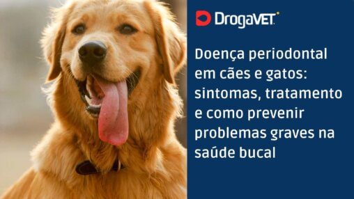 Doença periodontal em cães e gatos sintomas, tratamento e como prevenir problemas graves na saúde bucal