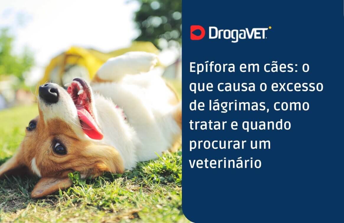 Epífora em cães o que causa o excesso de lágrimas, como tratar e quando procurar um veterinário