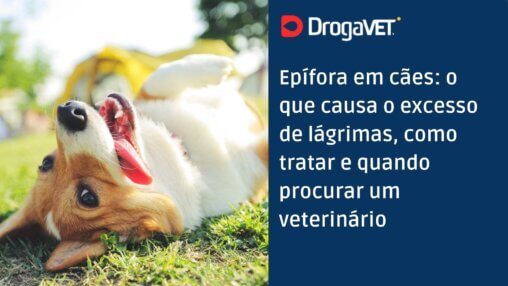 Epífora em cães o que causa o excesso de lágrimas, como tratar e quando procurar um veterinário