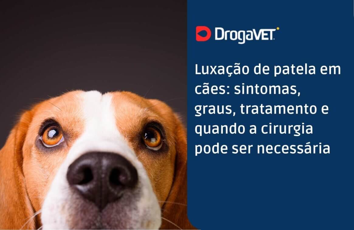 Luxação de patela em cães sintomas, graus, tratamento e quando a cirurgia pode ser necessária