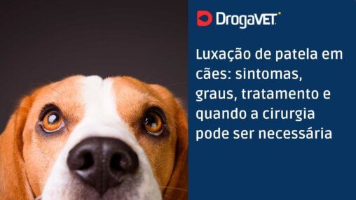 Luxação de patela em cães sintomas, graus, tratamento e quando a cirurgia pode ser necessária