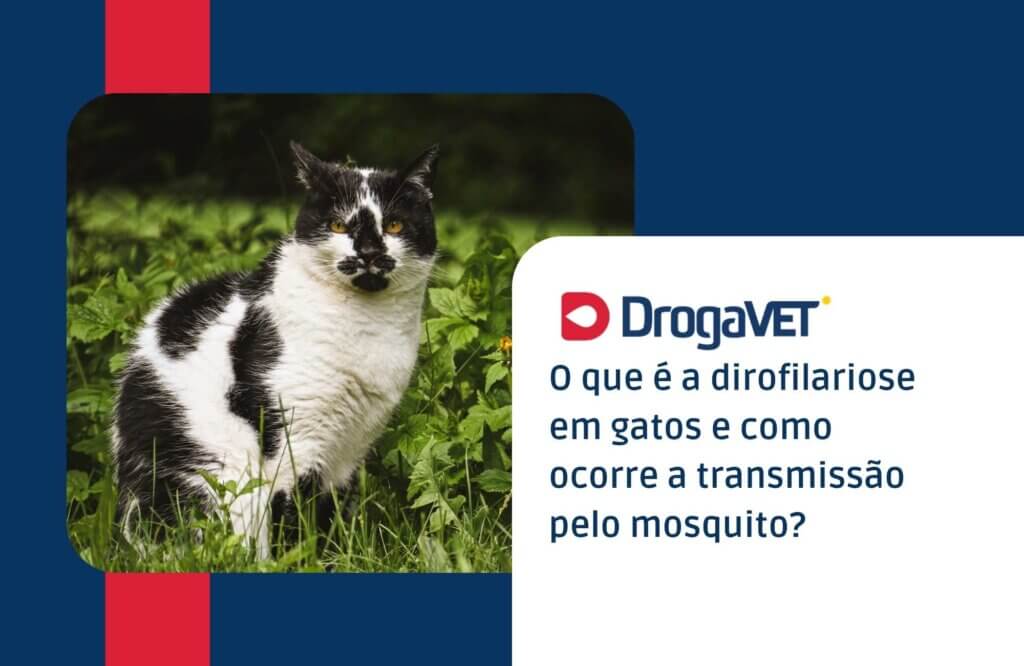 O que é a dirofilariose em gatos e como ocorre a transmissão pelo mosquito