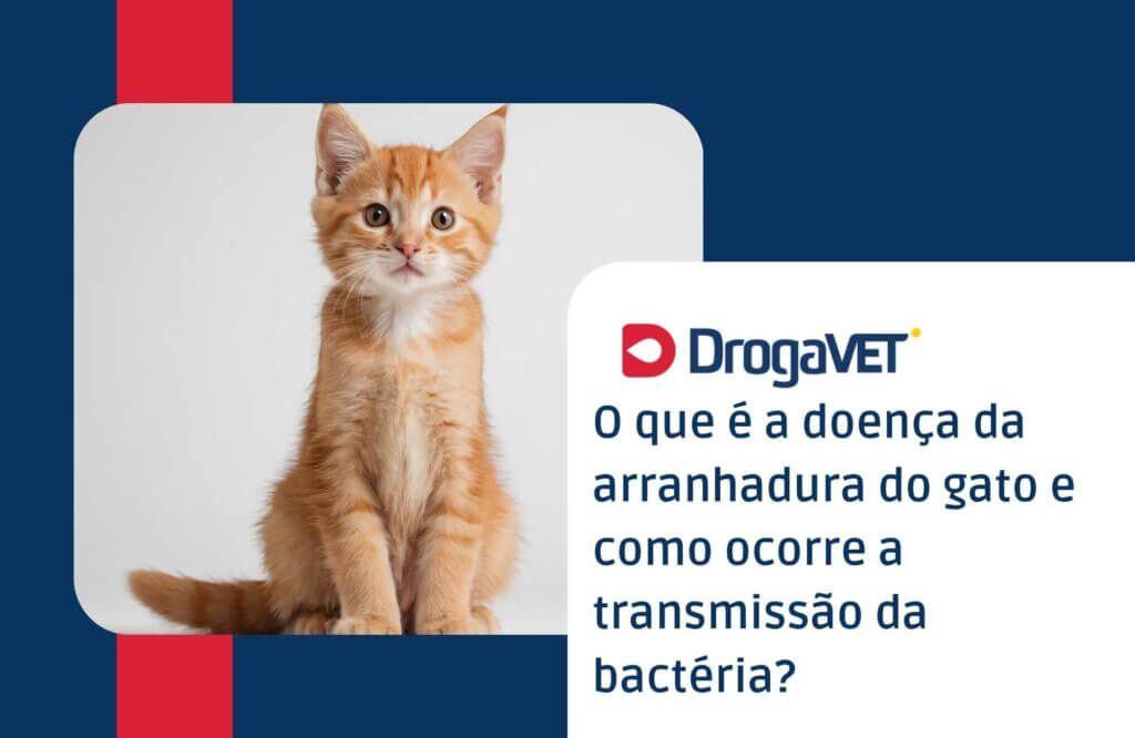 O que é a doença da arranhadura do gato e como ocorre a transmissão da bactéria O que é a doença da arranhadura do gato e como ocorre a transmissão da bactéria