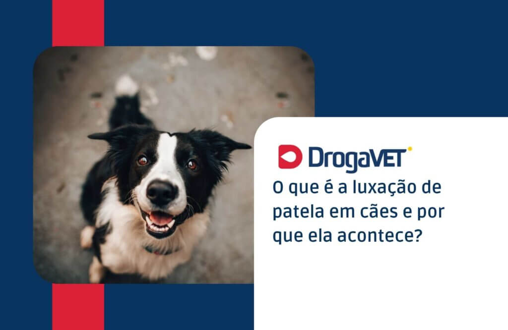 O que é a luxação de patela em cães e por que ela acontece O que é a luxação de patela em cães e por que ela acontece