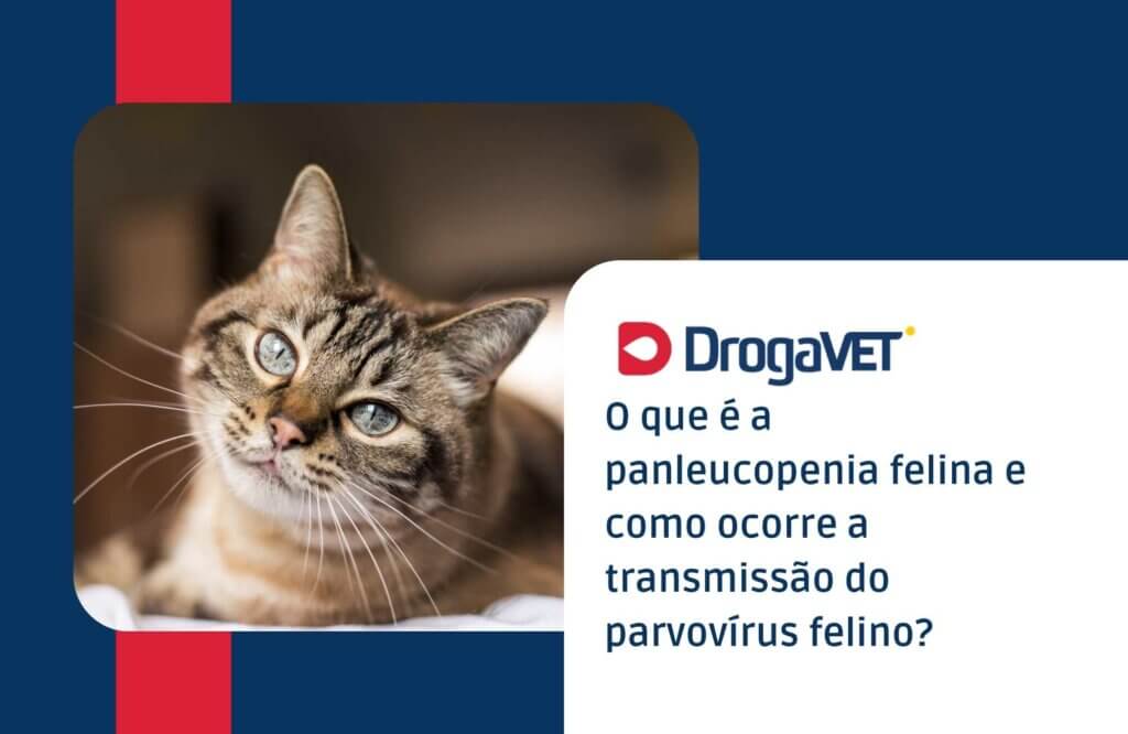 O que é a panleucopenia felina e como ocorre a transmissão do parvovírus felino O que é a panleucopenia felina e como ocorre a transmissão do parvovírus felino