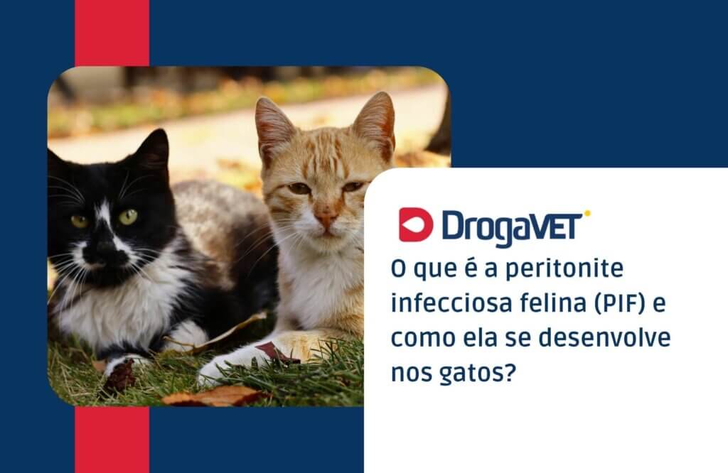 O que é a peritonite infecciosa felina (PIF) e como ela se desenvolve nos gatos O que é a peritonite infecciosa felina (PIF) e como ela se desenvolve nos gatos