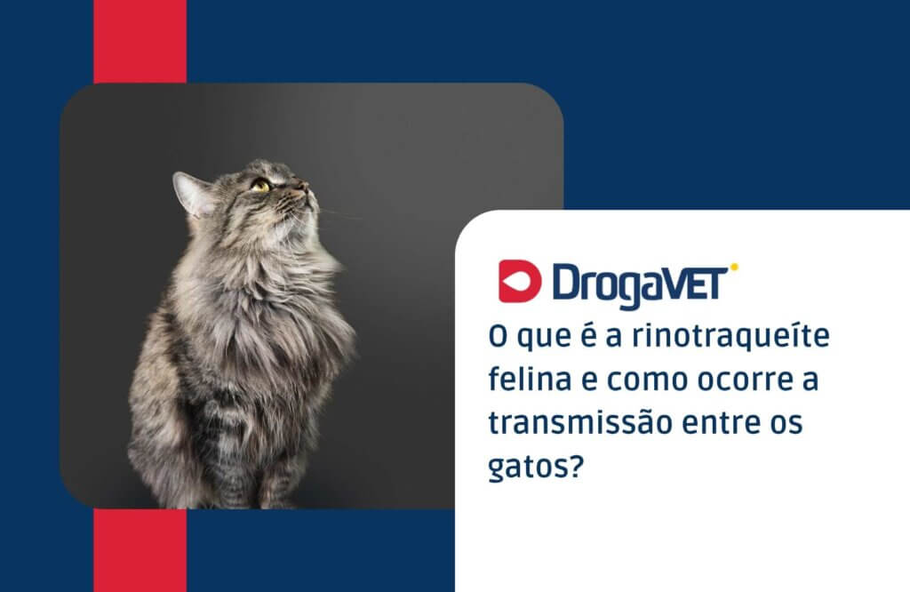 O que é a rinotraqueíte felina e como ocorre a transmissão entre os gatos
