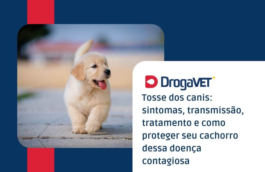 O que é a tosse dos canis e como essa doença é transmitida entre os cães O que é a tosse dos canis e como essa doença é transmitida entre os cães