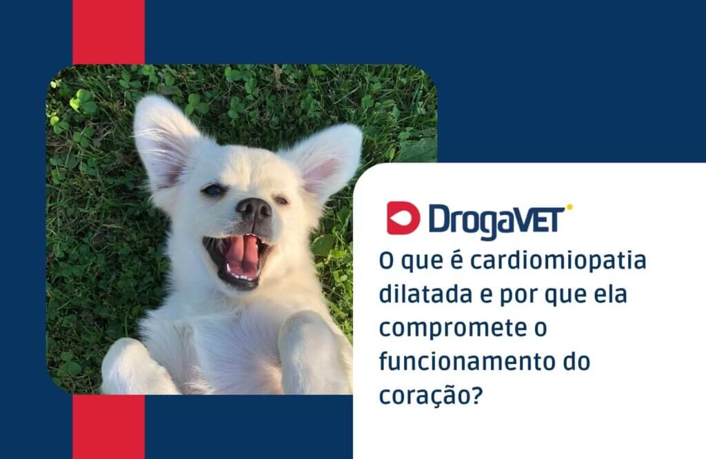 O que é cardiomiopatia dilatada e por que ela compromete o funcionamento do coração O que é cardiomiopatia dilatada e por que ela compromete o funcionamento do coração