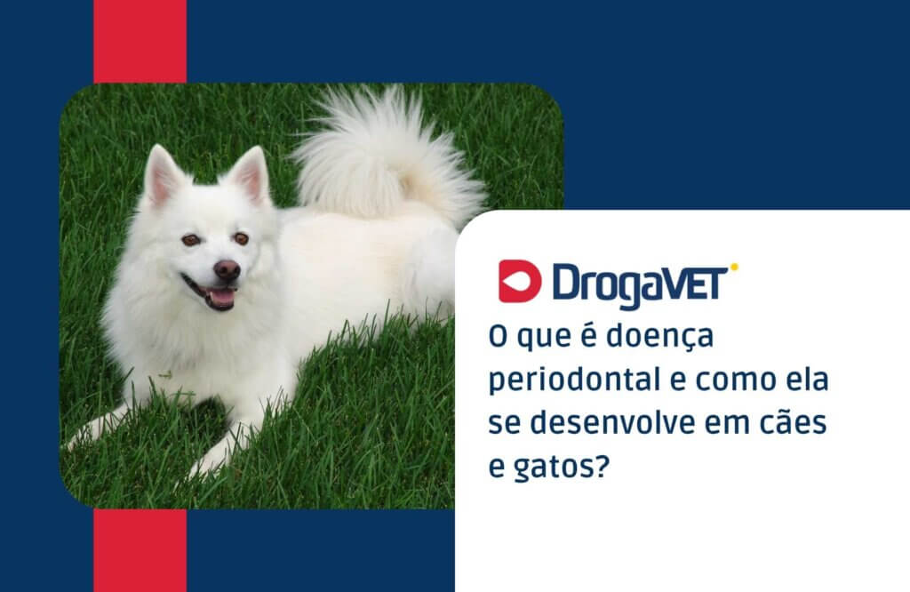 O que é doença periodontal e como ela se desenvolve em cães e gatos