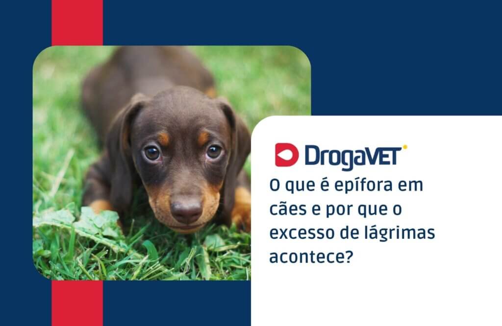 O que é epífora em cães e por que o excesso de lágrimas acontece