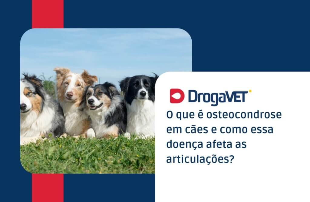 O que é osteocondrose em cães e como essa doença afeta as articulações O que é osteocondrose em cães e como essa doença afeta as articulações