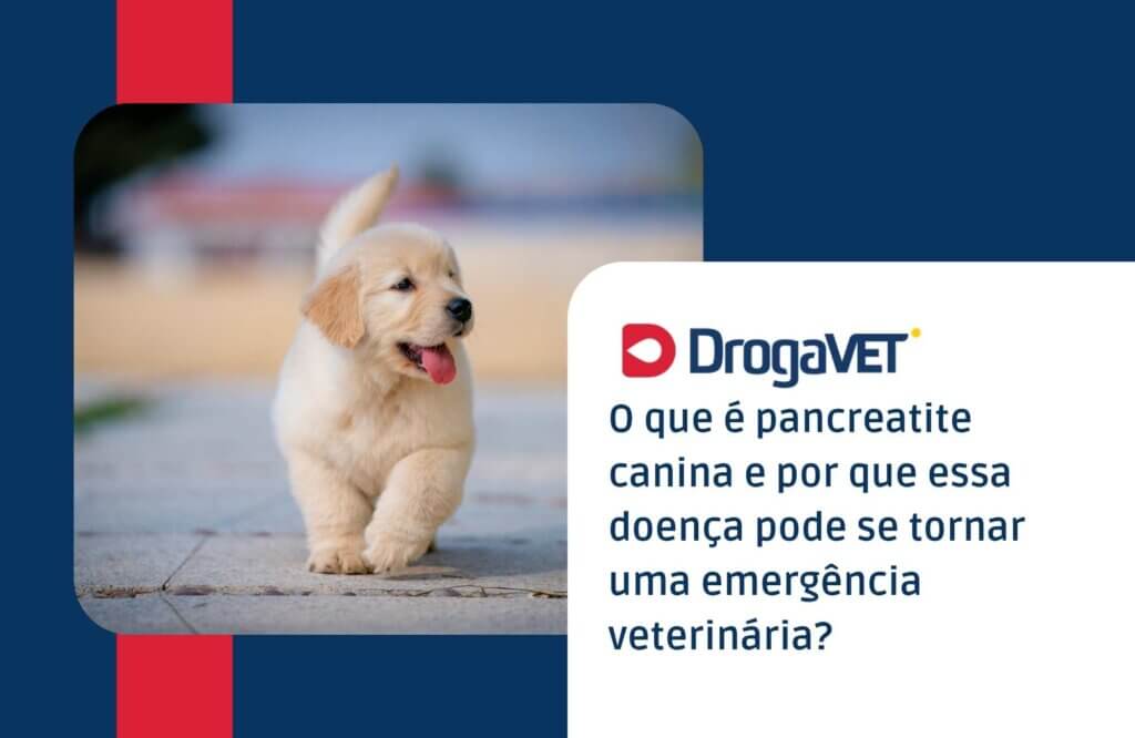 O que é pancreatite canina e por que essa doença pode se tornar uma emergência veterinária O que é pancreatite canina e por que essa doença pode se tornar uma emergência veterinária