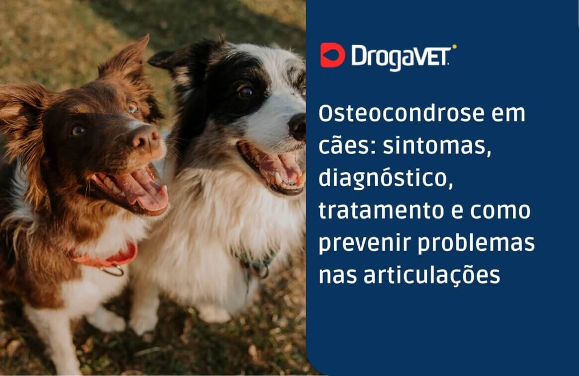 Osteocondrose em cães sintomas, diagnóstico, tratamento e como prevenir problemas nas articulações
