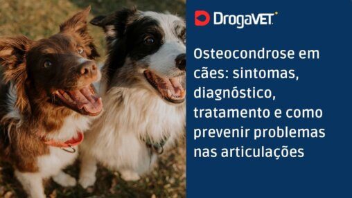 Osteocondrose em cães sintomas, diagnóstico, tratamento e como prevenir problemas nas articulações