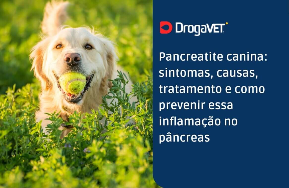 Pancreatite canina sintomas, causas, tratamento e como prevenir essa inflamação no pâncreas