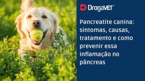 Pancreatite canina sintomas, causas, tratamento e como prevenir essa inflamação no pâncreas