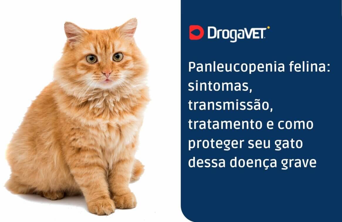 Panleucopenia felina sintomas, transmissão, tratamento e como proteger seu gato dessa doença grave