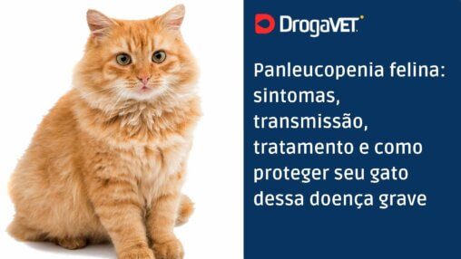 Panleucopenia felina sintomas, transmissão, tratamento e como proteger seu gato dessa doença grave