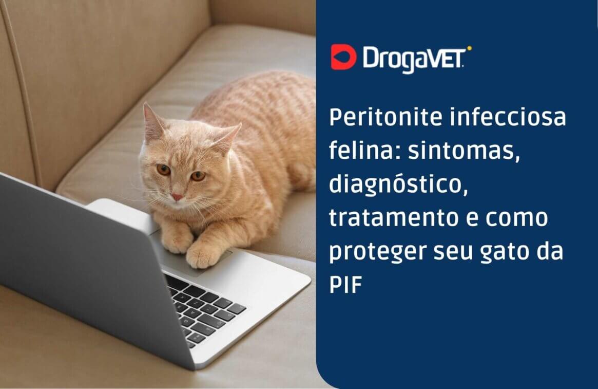Peritonite infecciosa felina sintomas, diagnóstico, tratamento e como proteger seu gato da PIF