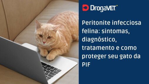 Peritonite infecciosa felina sintomas, diagnóstico, tratamento e como proteger seu gato da PIF