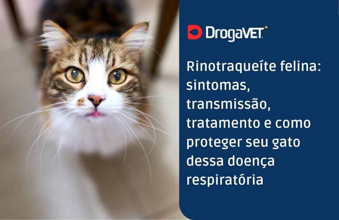 Rinotraqueíte felina sintomas, transmissão, tratamento e como proteger seu gato dessa doença respiratória