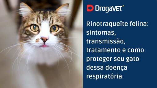Rinotraqueíte felina sintomas, transmissão, tratamento e como proteger seu gato dessa doença respiratória