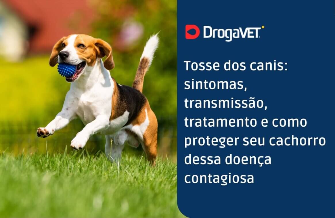 Tosse dos canis sintomas, transmissão, tratamento e como proteger seu cachorro dessa doença contagiosa