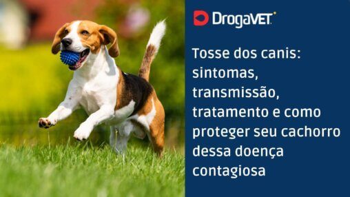 Tosse dos canis sintomas, transmissão, tratamento e como proteger seu cachorro dessa doença contagiosa