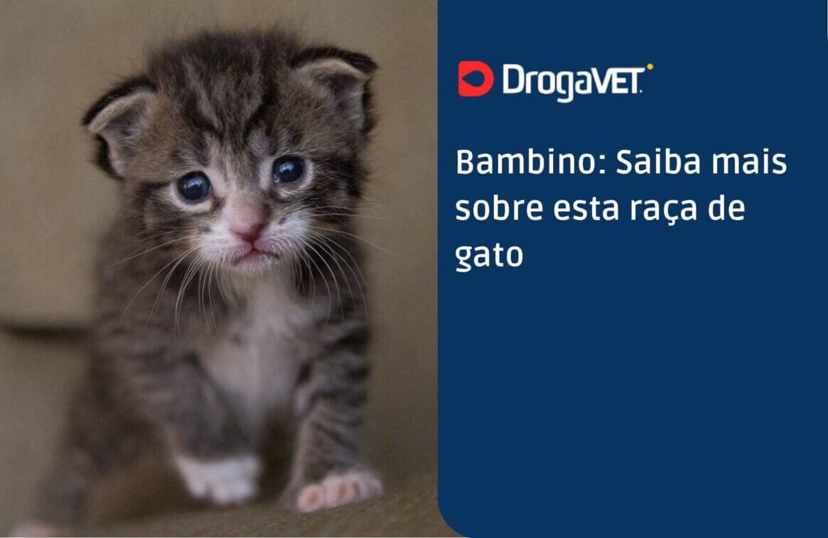 Bambino Saiba mais sobre esta raça de gato