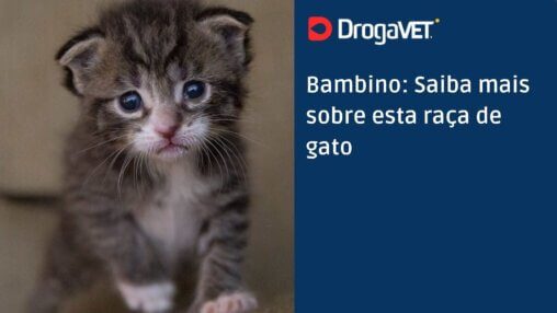 Bambino Saiba mais sobre esta raça de gato