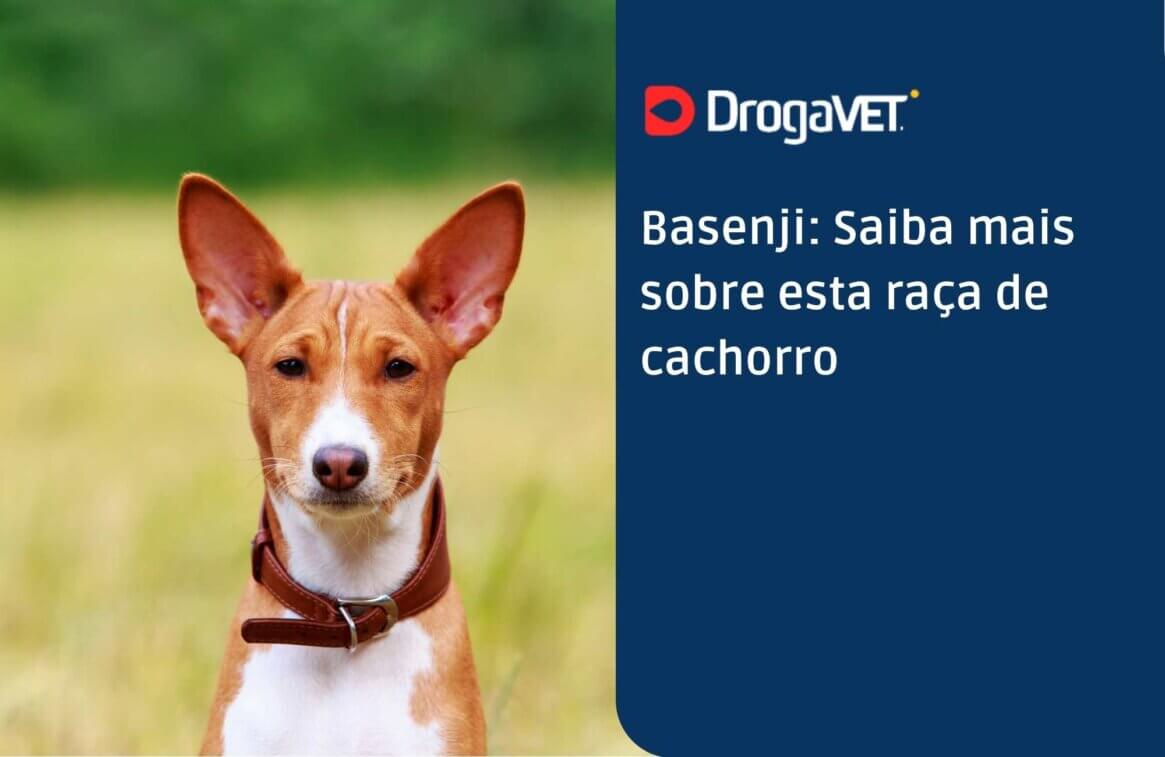 Basenji Saiba mais sobre esta raça de cachorro