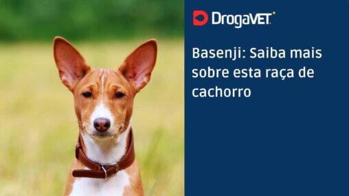 Basenji Saiba mais sobre esta raça de cachorro