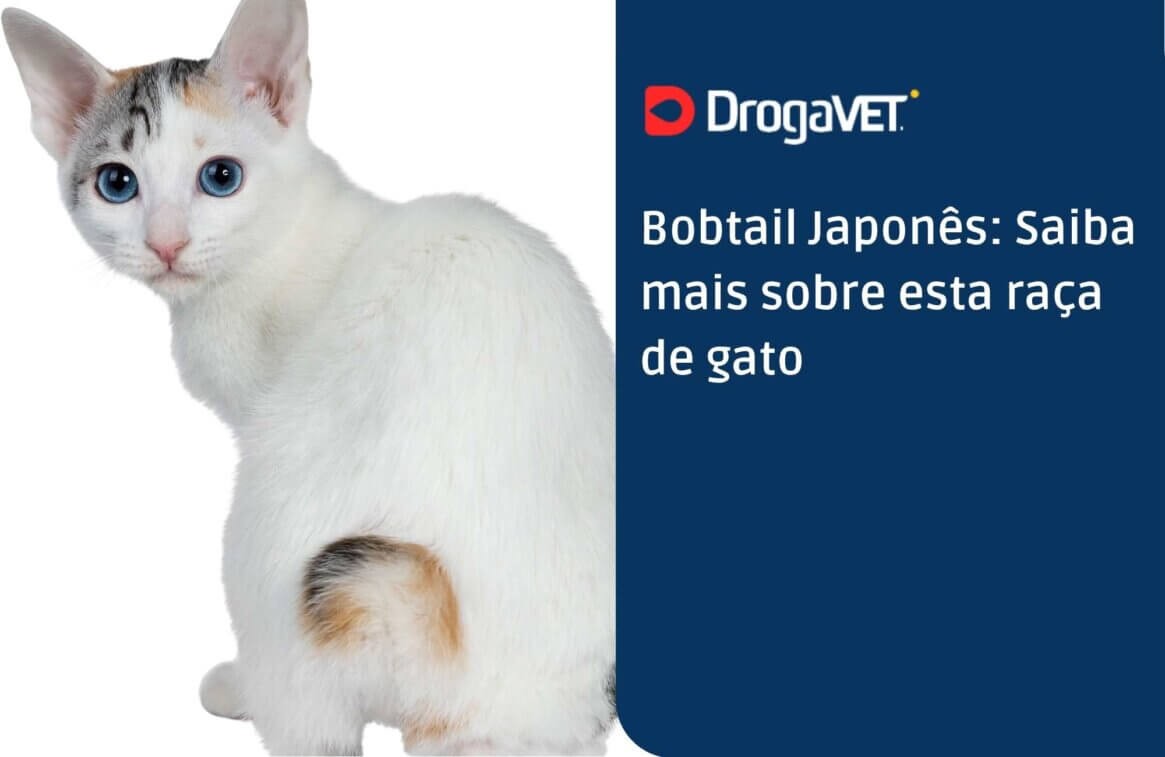 Bobtail Japonês Saiba mais sobre esta raça de gato