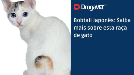 Bobtail Japonês Saiba mais sobre esta raça de gato