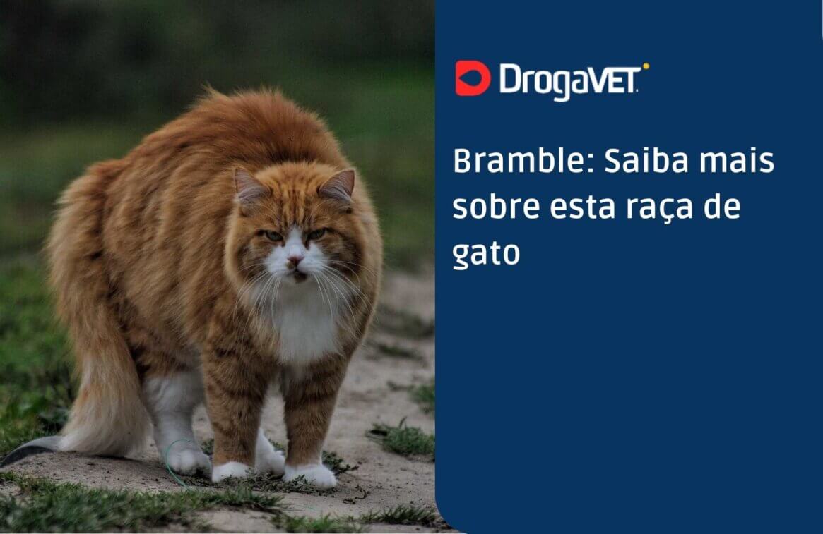 Bramble Saiba mais sobre esta raça de gato