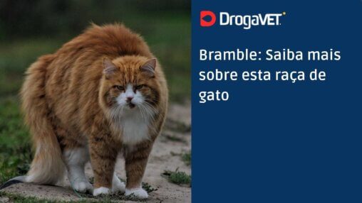 Bramble Saiba mais sobre esta raça de gato