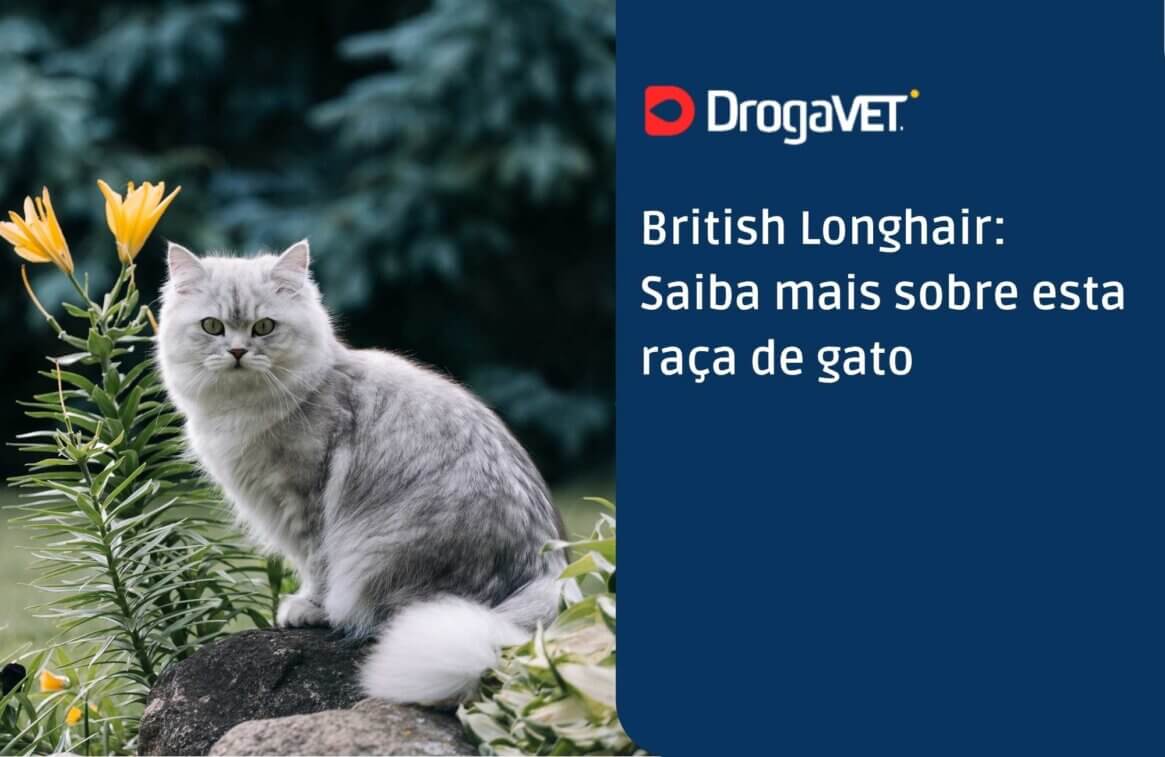 British Longhair Saiba mais sobre esta raça de gato