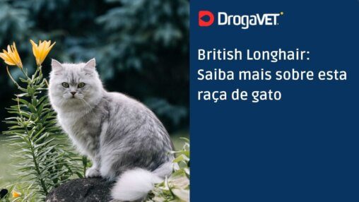 British Longhair Saiba mais sobre esta raça de gato