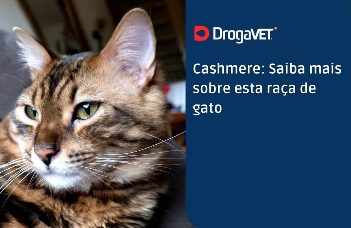 Cashmere Saiba mais sobre esta raça de gato