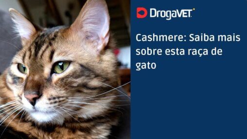 Cashmere Saiba mais sobre esta raça de gato