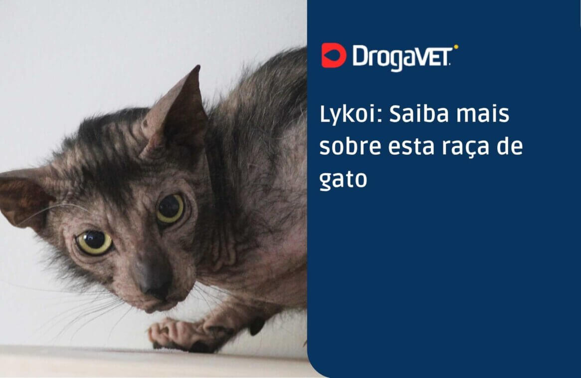 Lykoi Saiba mais sobre esta raça de gato