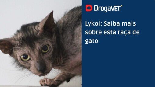 Lykoi Saiba mais sobre esta raça de gato