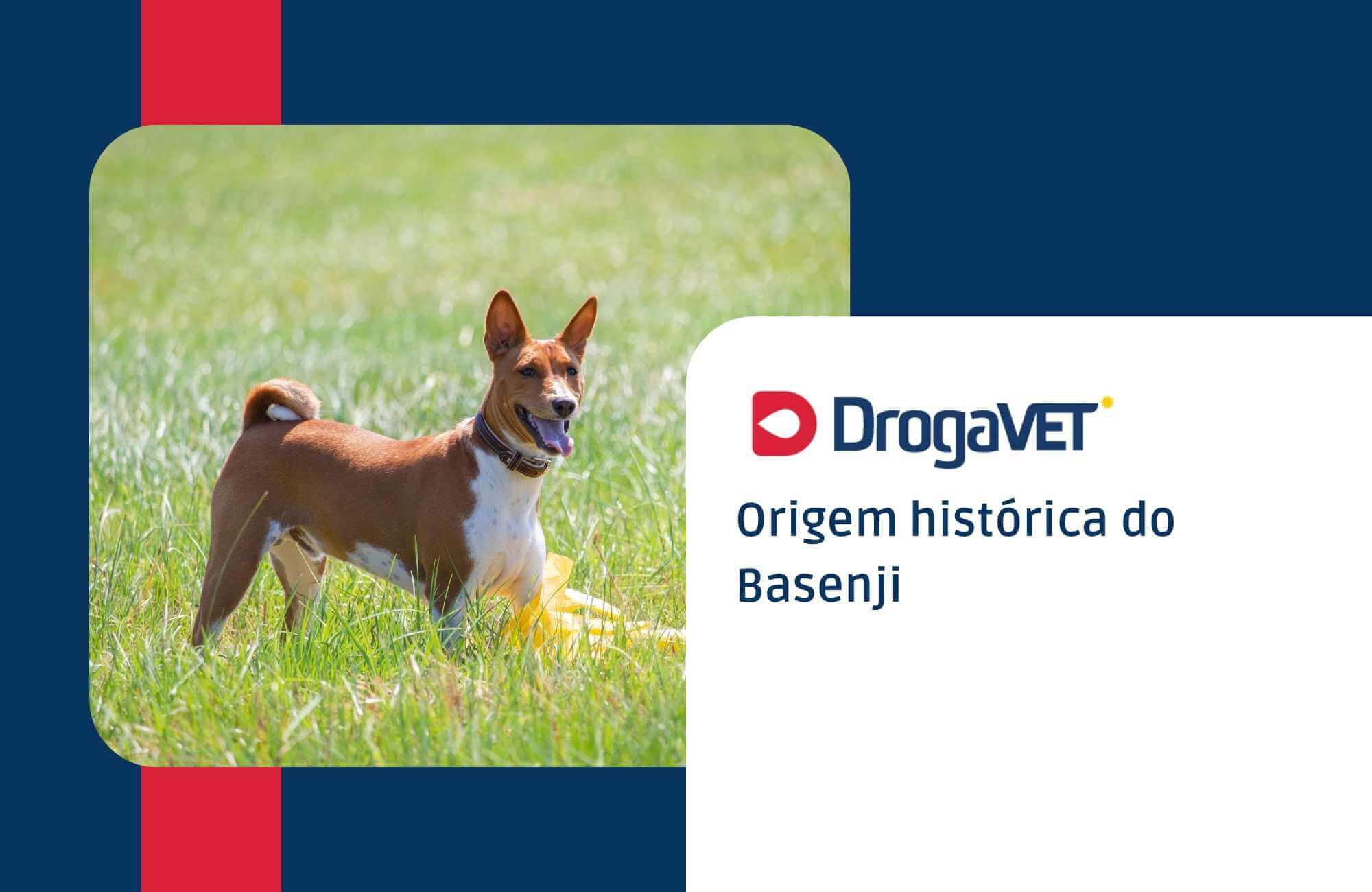 Origem histórica do Basenji Origem histórica do Basenji