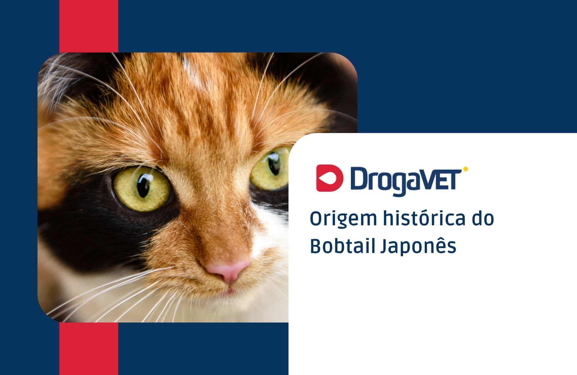 Origem histórica do Bobtail Japonês Origem histórica do Bobtail Japonês